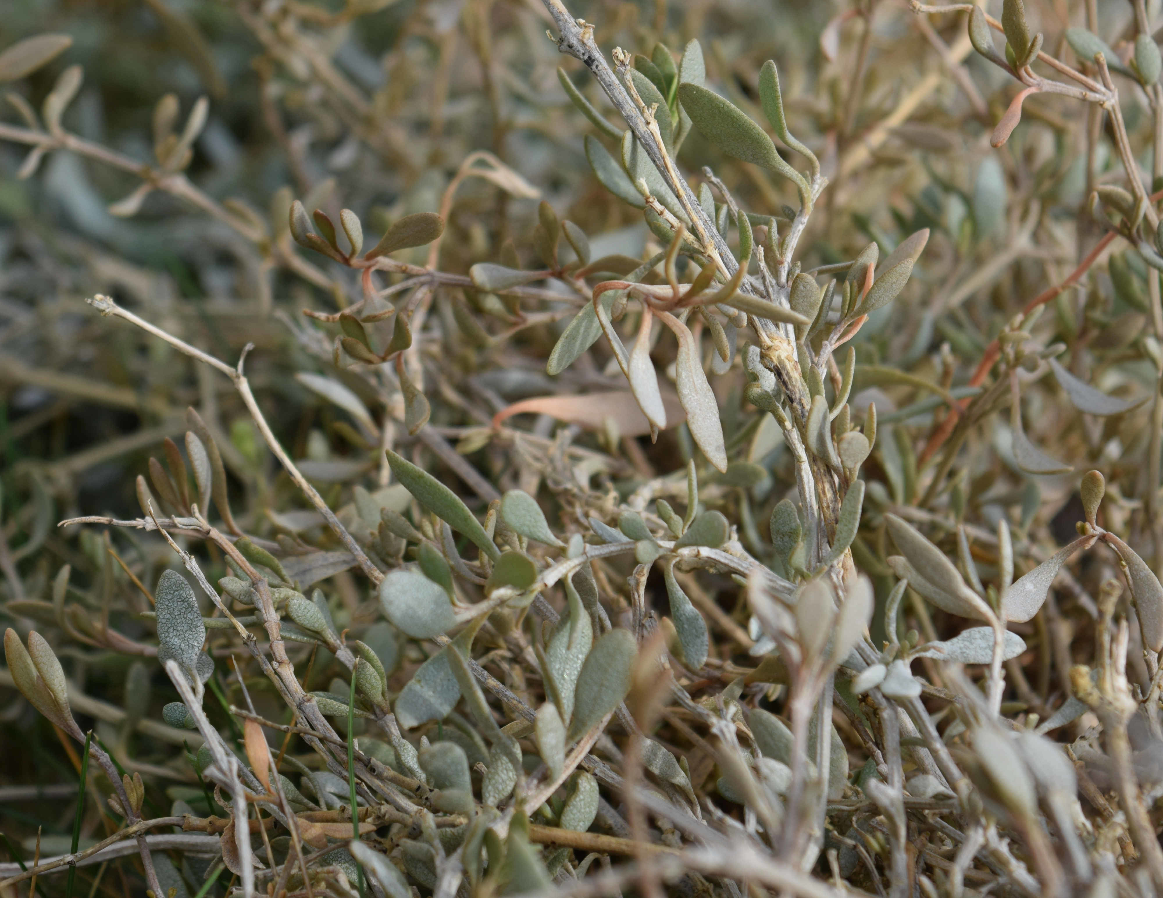 Foraging Sea Purslane Folkestone