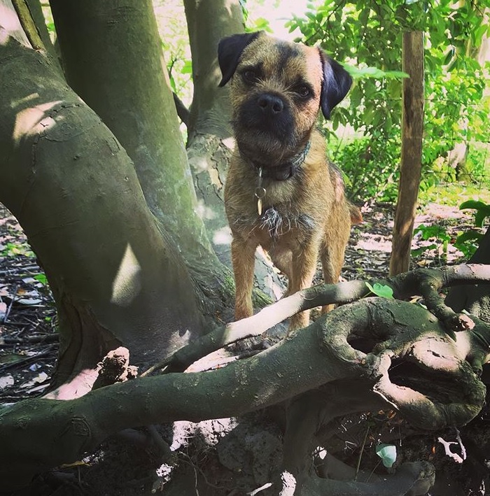 Clovis in woodland dog-friendly Folkestone
