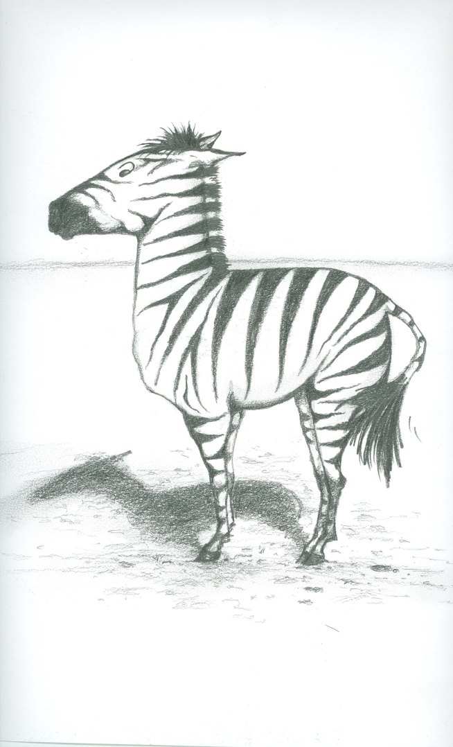 Surprised Zebra