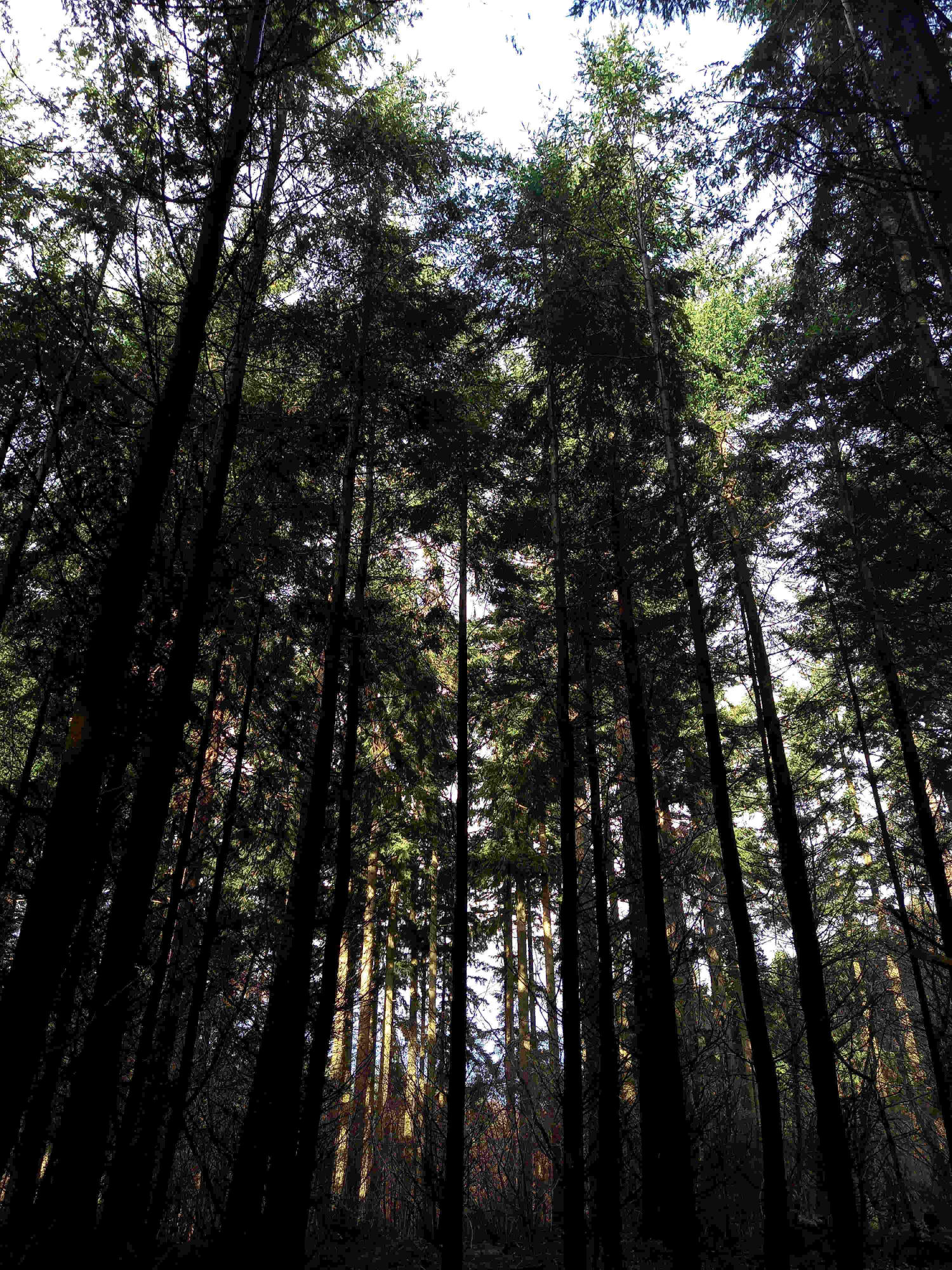 Tall Trees Lyminge Forest