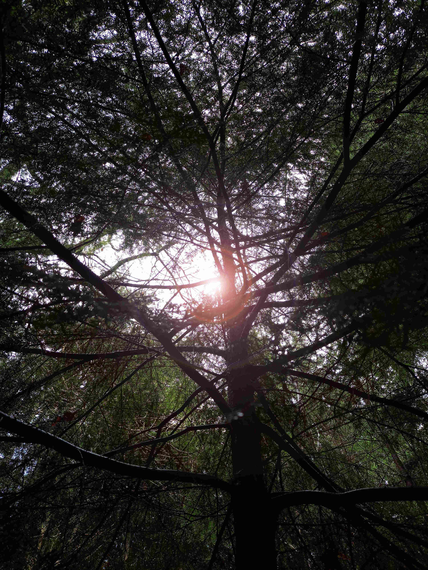 Walking Trees Lyminge Forest