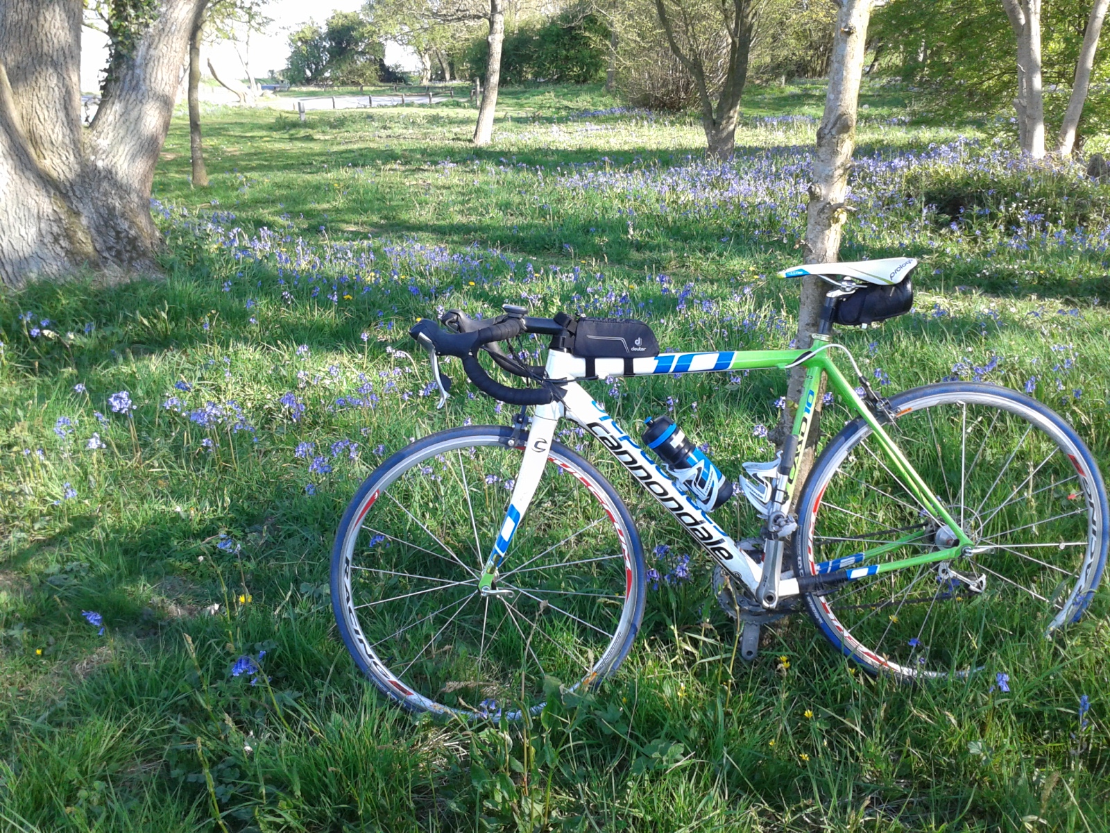 Bike in the woods