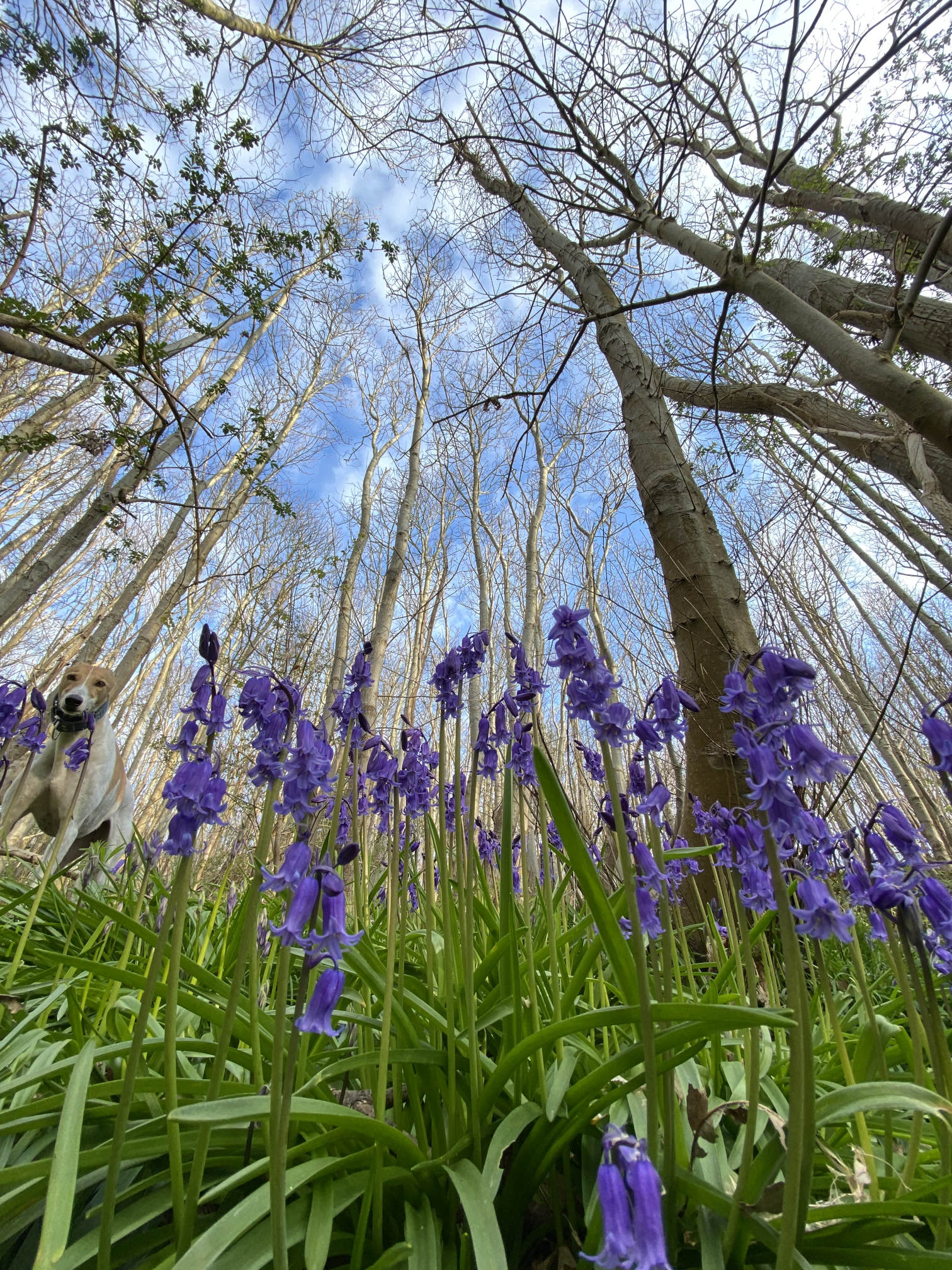 Trees and Bluebells Forest Bathing