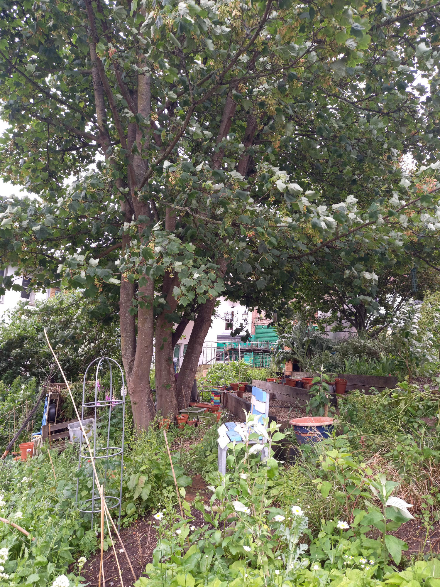 Payers Pocket Community Garden