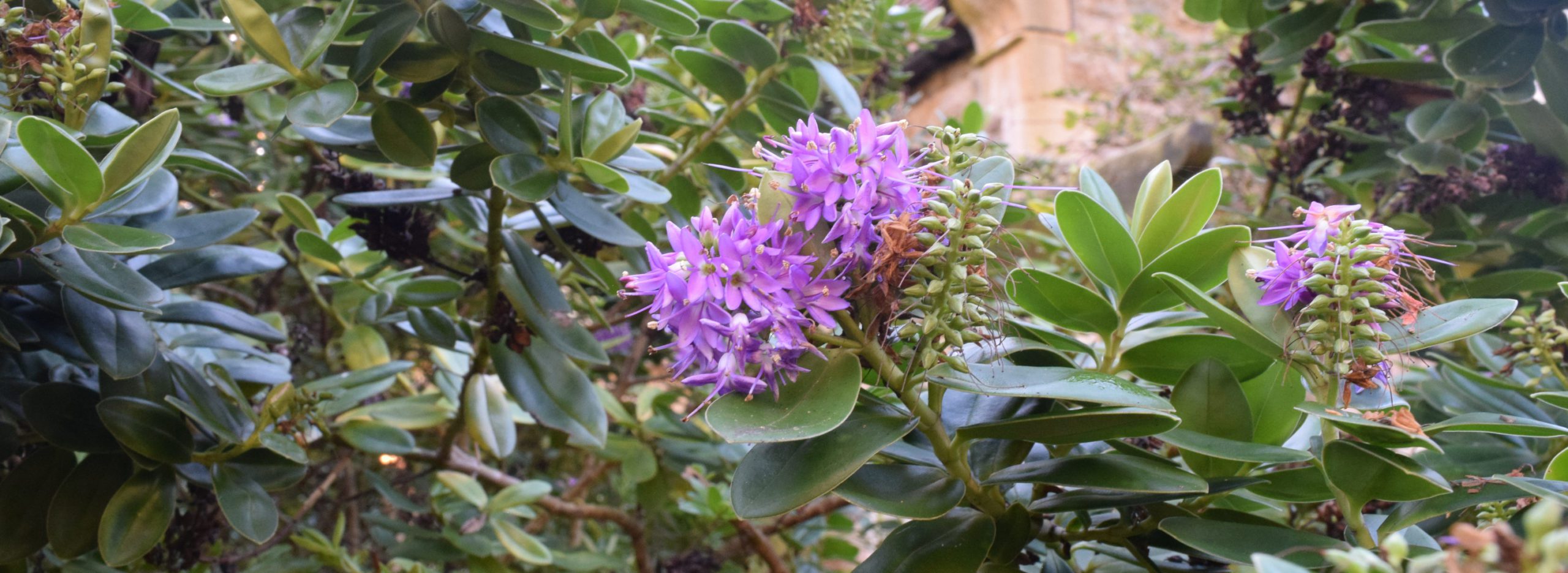 Purple Flowers Toll House