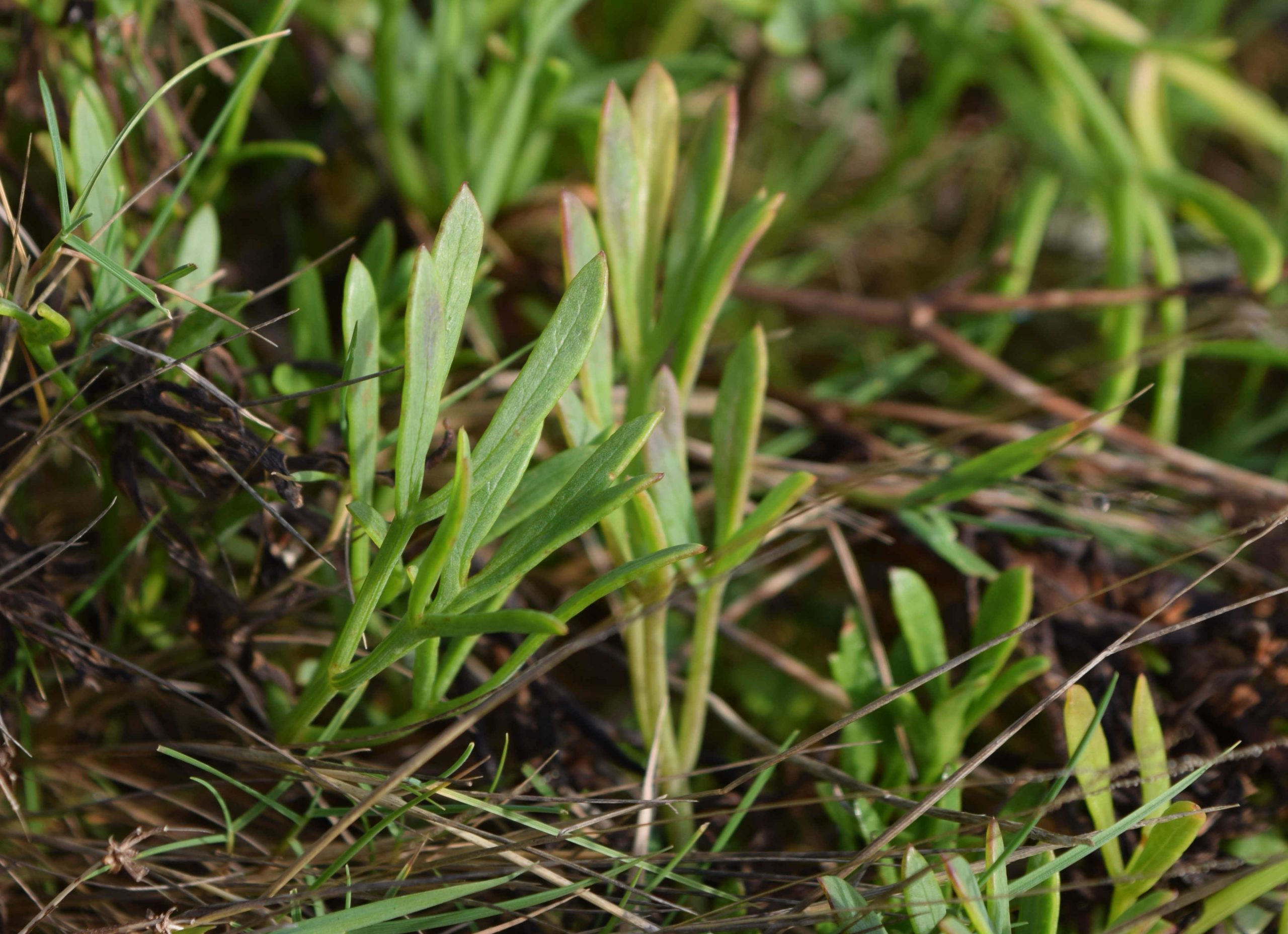 Samphire Crop on The Warren