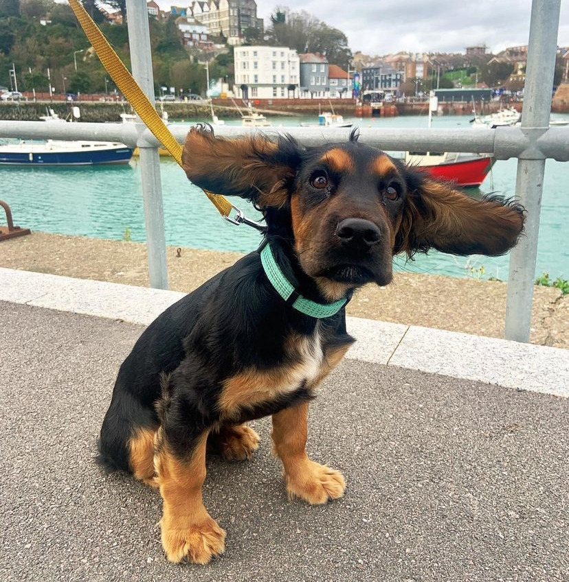Dog friendly ears