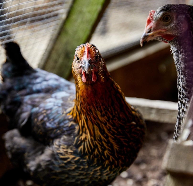 Potting Shed Chickens