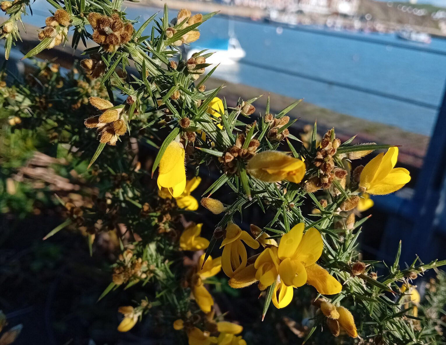 Western Gorse