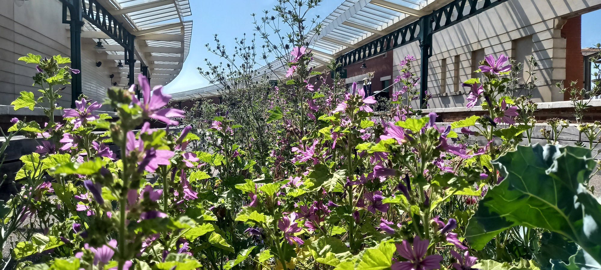 Common Mallow Station Platform