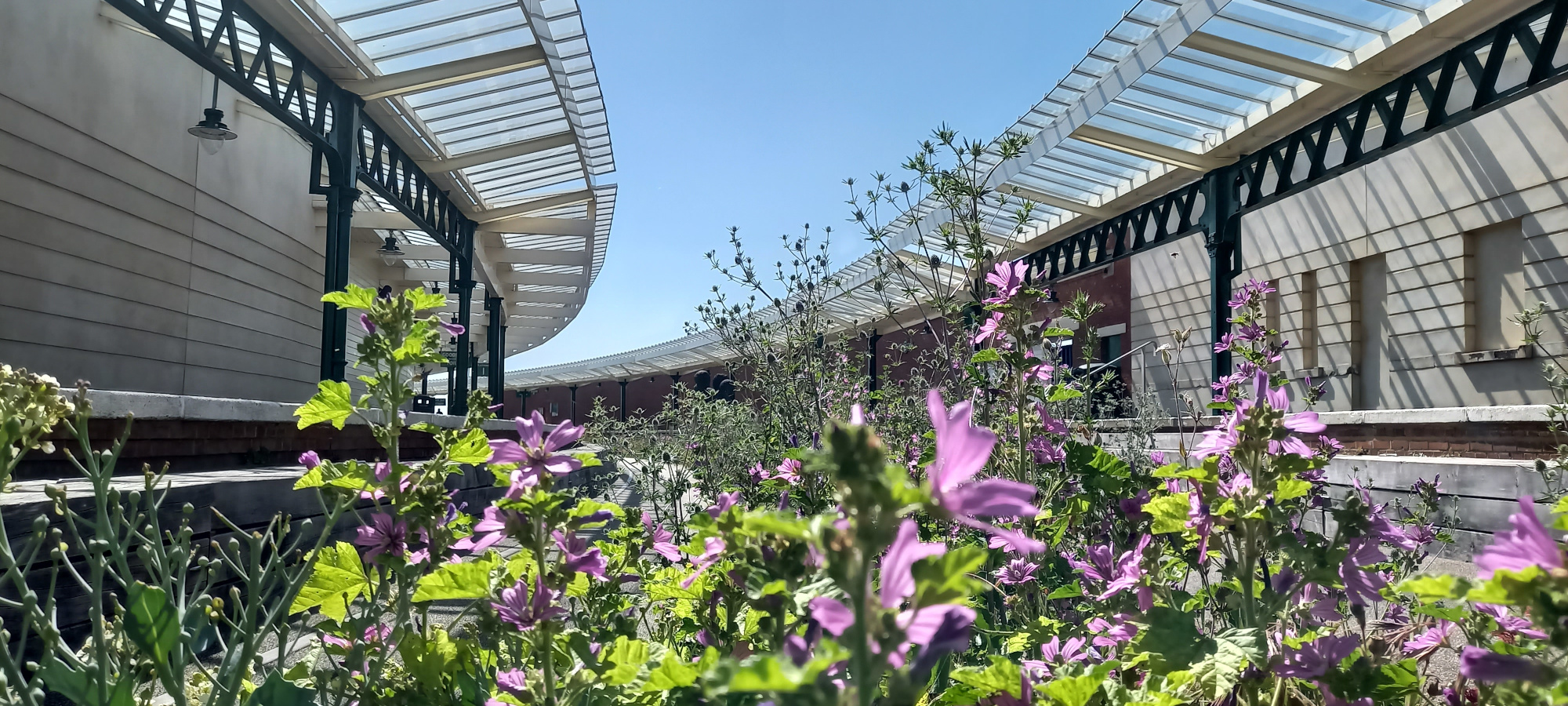 Native Plants Common Mallow Station Platform