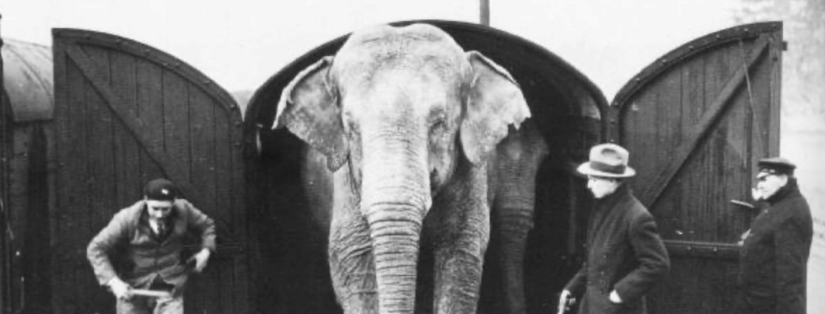 Elephants coming out of Elephant van