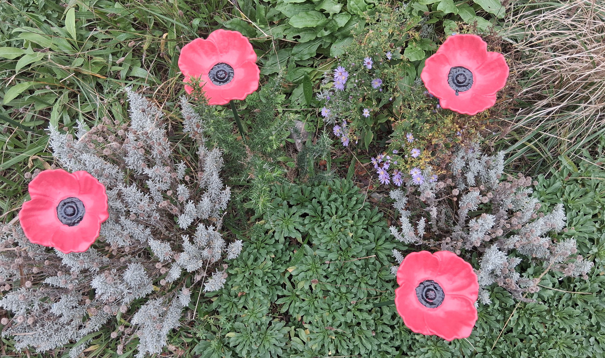 Folkestone Harbour Poppies 2025