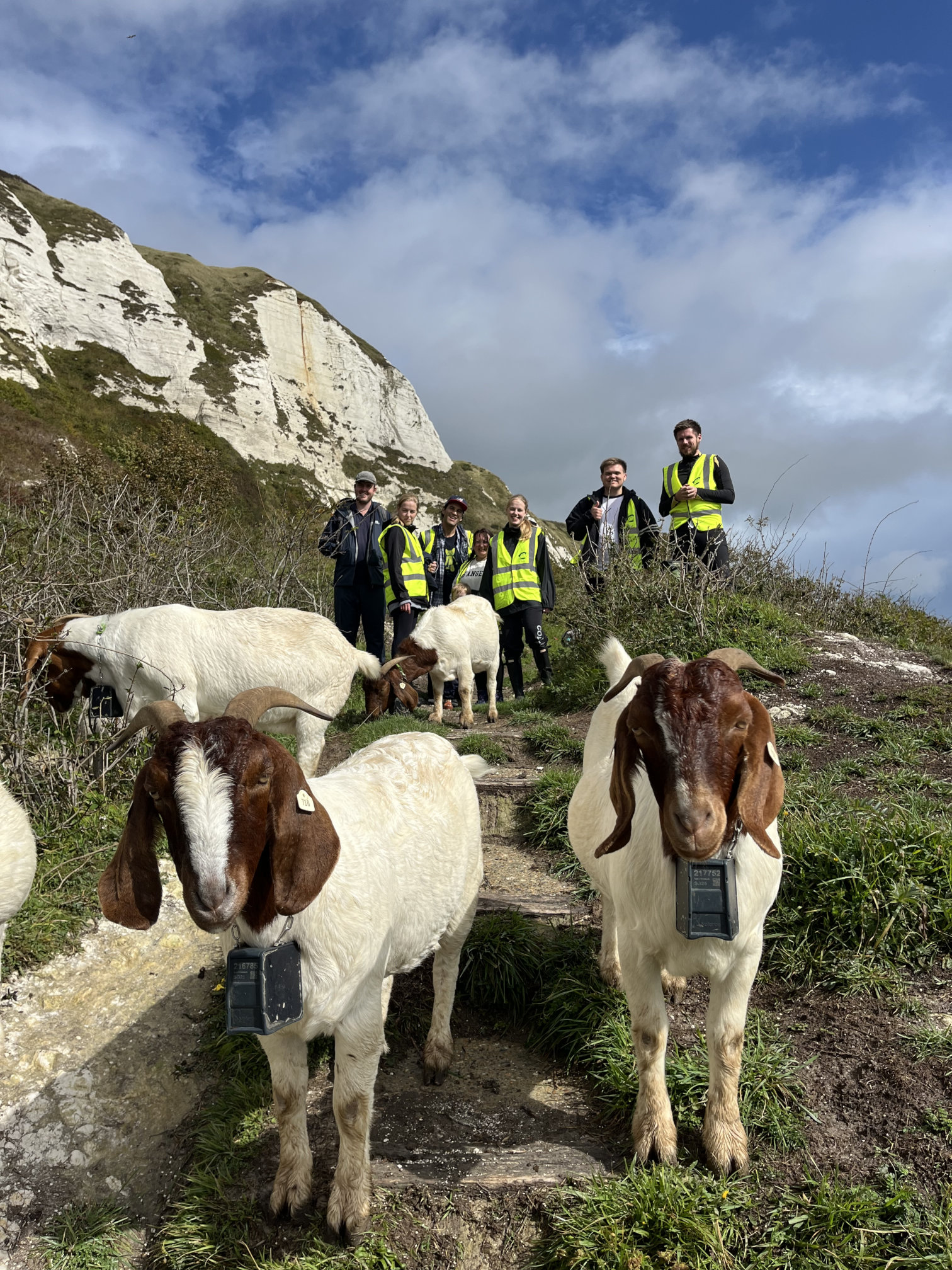 Wombles - Goats helping too