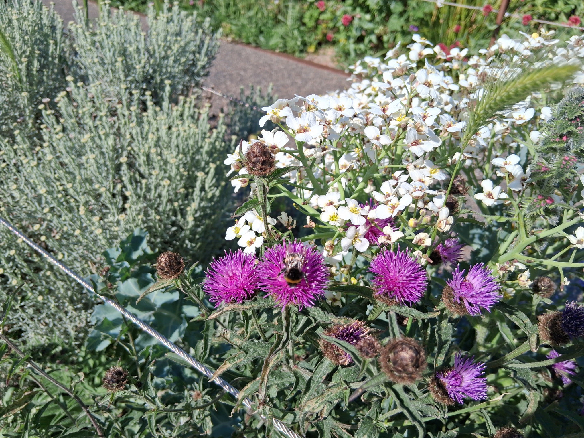 Native PLanting with Bees May 2026
