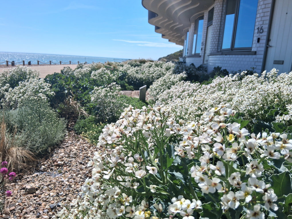 Shoreline Flowers