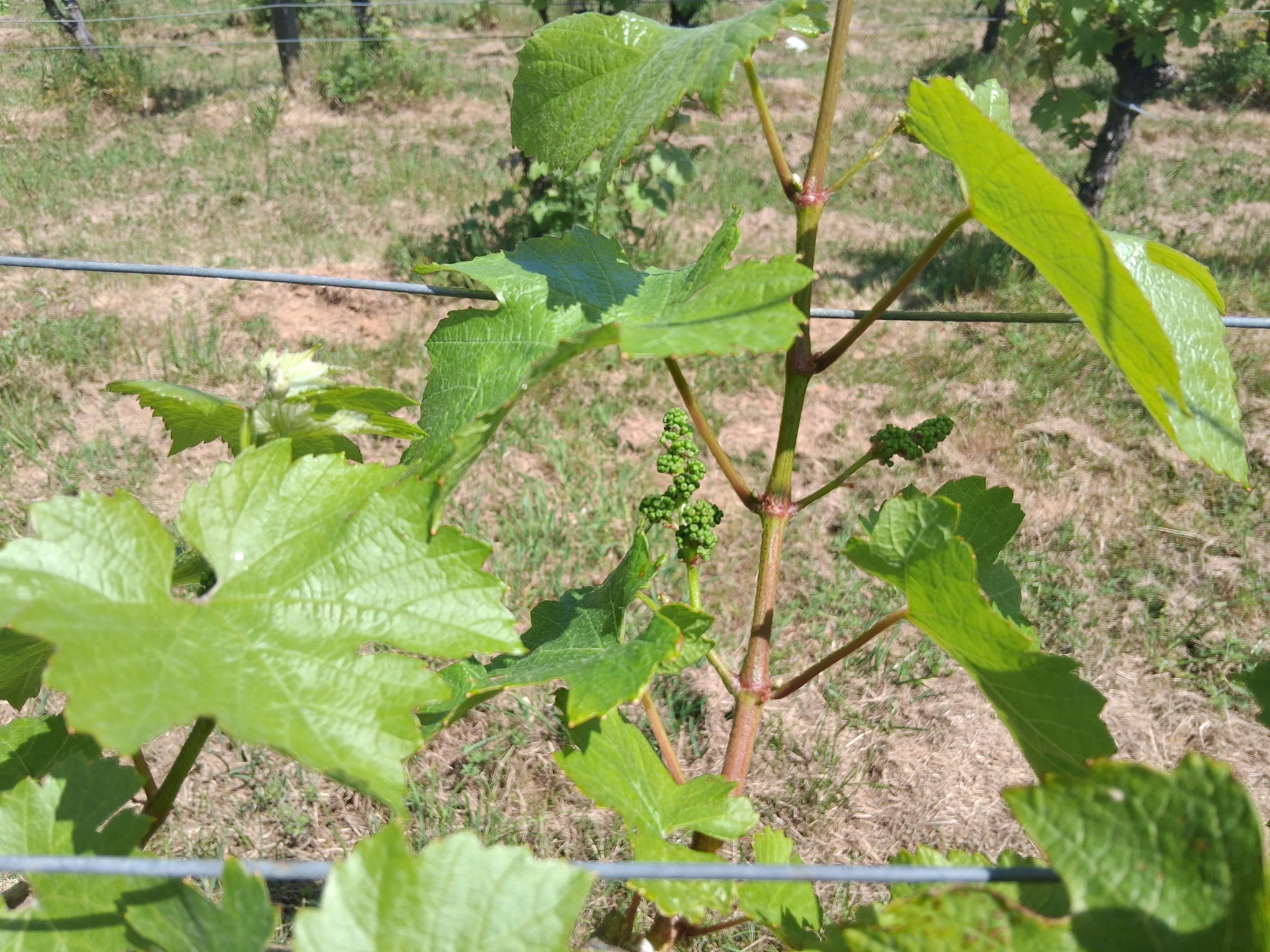 Terlingham Little Grapes